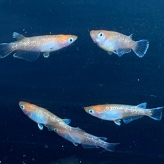 【商談中】25-1 メダカ　アマテラス　2ペア+メス1匹　5匹 (画像個体現物)の画像