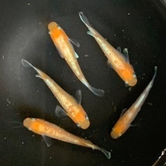 【商談中】25-1 メダカ　アマテラス　2ペア+メス1匹　5匹 (画像個体現物)の画像