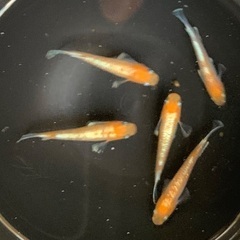 【商談中】25-1 メダカ　アマテラス　2ペア+メス1匹　5匹 (画像個体現物)の画像