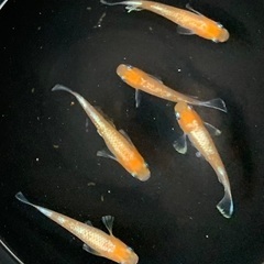 【商談中】25-2 メダカ　アマテラス　2ペア+メス1匹　5匹 (画像個体現物)の画像