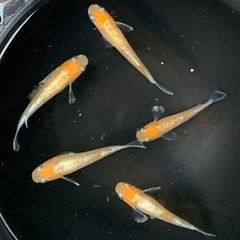 【商談中】25-2 メダカ　アマテラス　2ペア+メス1匹　5匹 (画像個体現物)の画像