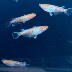 【商談中】25-2 メダカ　アマテラス　2ペア+メス1匹　5匹 (画像個体現物)の画像