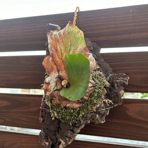 テオ・トピアス「筏の上の軽業師」直筆サイン入り テオ・トビアス