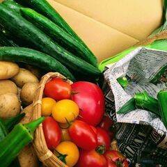 【数量限定】夏野お楽しみ菜セットの画像