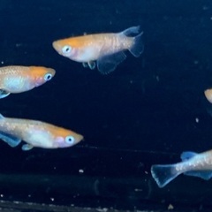 25-3 メダカ  アマテラス　2ペア+メス1匹　5匹 (画像個体現物)の画像