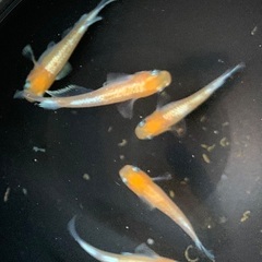 25-3 メダカ  アマテラス　2ペア+メス1匹　5匹 (画像個体現物)の画像