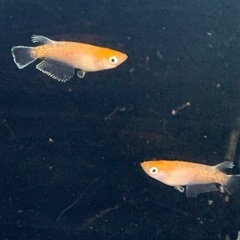 25-3 メダカ  アマテラス　2ペア+メス1匹　5匹 (画像個体現物)の画像