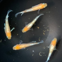 25-3 メダカ  アマテラス　2ペア+メス1匹　5匹 (画像個体現物)の画像