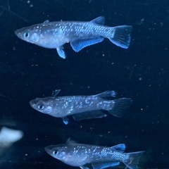 25-1 メダカ  ラムネブルーロングフィン　2ペア＋メス1匹(5匹) (画像個体)の画像