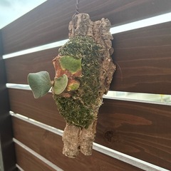 ビカクシダ　エレファントティスの画像
