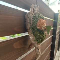 ビカクシダ　エレファントティスの画像