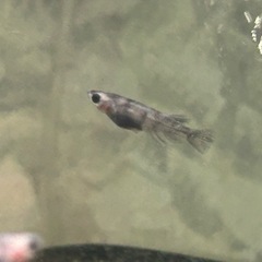 和墨リアルロングフィン、若魚、1匹の画像