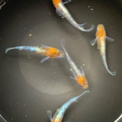 25-2 メダカ　三色ラメ幹之-体外光タイプ(LU-04) 2ペア＋1匹(5匹) (画像個体現物)の画像