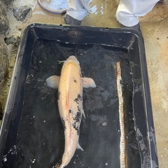 錦鯉70cm白写り？べっ甲？の画像