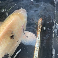 錦鯉70cm白写り？べっ甲？の画像