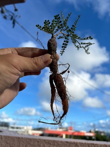 オペルクリカリア　パキプス　4株セット売り　パワータンク大量