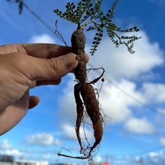 オペルクリカリア　パキプス　4株セット売り　パワータンク大量の画像