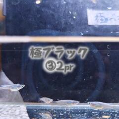 極ブラックめだか 若魚  ①②1pr③2prの画像