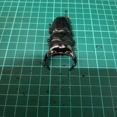 ⑧アンタエウスオオヒラタクワガタの画像