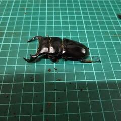 ⑧アンタエウスオオヒラタクワガタの画像