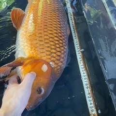 錦鯉！銀鱗茶鯉70cmの画像