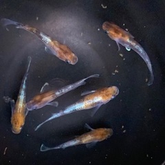 【商談中】25-4 メダカ 三色ラメ幹之-体外光タイプ(LU-04) 3ペア(6匹) (画像個体現物)の画像