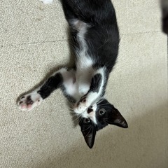ハチワレ　女の子　子猫