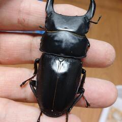 オオクワガタ能勢SR血統♂♀ペア㊺の画像