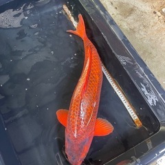 70cm錦鯉！赤松葉の画像