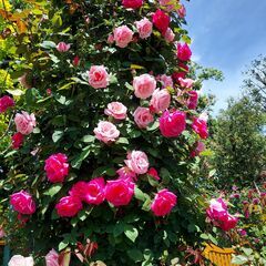 【友達募集】花を見に行くのが好きな人、写真好きな人