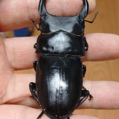 オオクワガタ能勢SR血統♂♀ペア㊻の画像