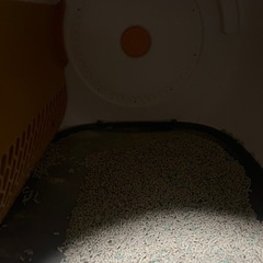 猫 自動トイレの画像