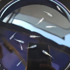 ミックスメダカ　若魚　１セット限定　めだかの画像
