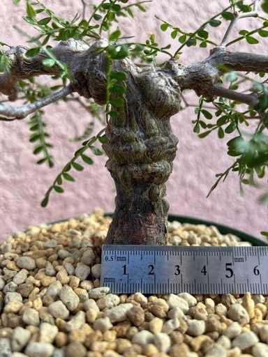 オペルクリカリア　パキプス　コレクション　ボコ肌　沖縄実生5年　現地球レベル