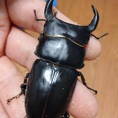 オオクワガタ能勢SR血統♂♀ペア㊼の画像