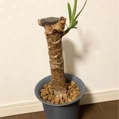 ユッカ 青年の木の画像