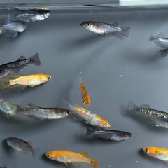 【写真現物】20匹　めだか　ミックス　稚魚〜成魚　メダカの画像