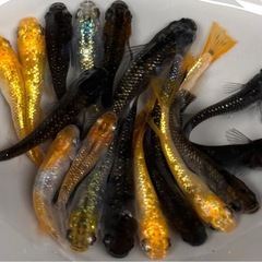 【写真現物】20匹　めだか　ミックス　稚魚〜成魚　メダカの画像