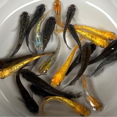 【写真現物】20匹　めだか　ミックス　稚魚〜成魚　メダカの画像