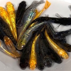 【写真現物】20匹　めだか　ミックス　稚魚〜成魚　メダカの画像