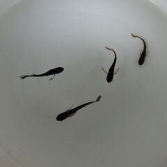 メダカ サタン10匹 900円　値下げしましたの画像