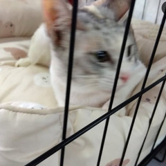 譲渡会参加　パステル三毛