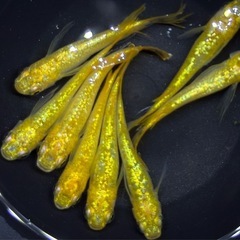 格安【現物】サンシャイン　上物　メダカ　4ペア+雄1 めだかの画像