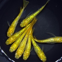 格安【現物】サンシャイン　上物　メダカ　4ペア+雄1 めだかの画像