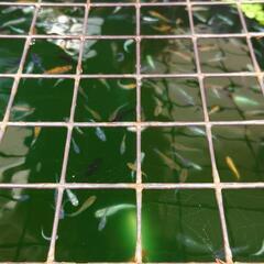 めだか　mix🉐の画像