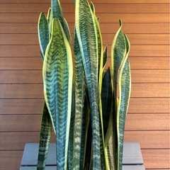 サンスベリアの画像