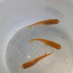 楊貴妃、みゆきメダカ譲りますの画像