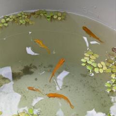 楊貴妃、みゆきメダカ譲りますの画像