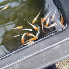 メダカ産卵中上物個体数ペアの画像