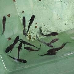 メダカ産卵中上物個体数ペアの画像